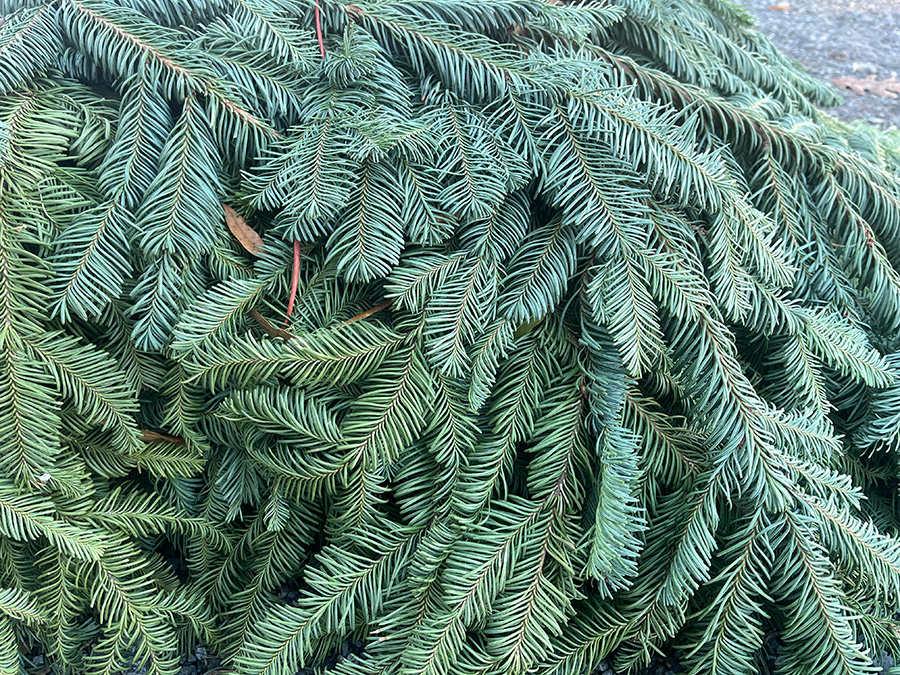 Seasonal decorations