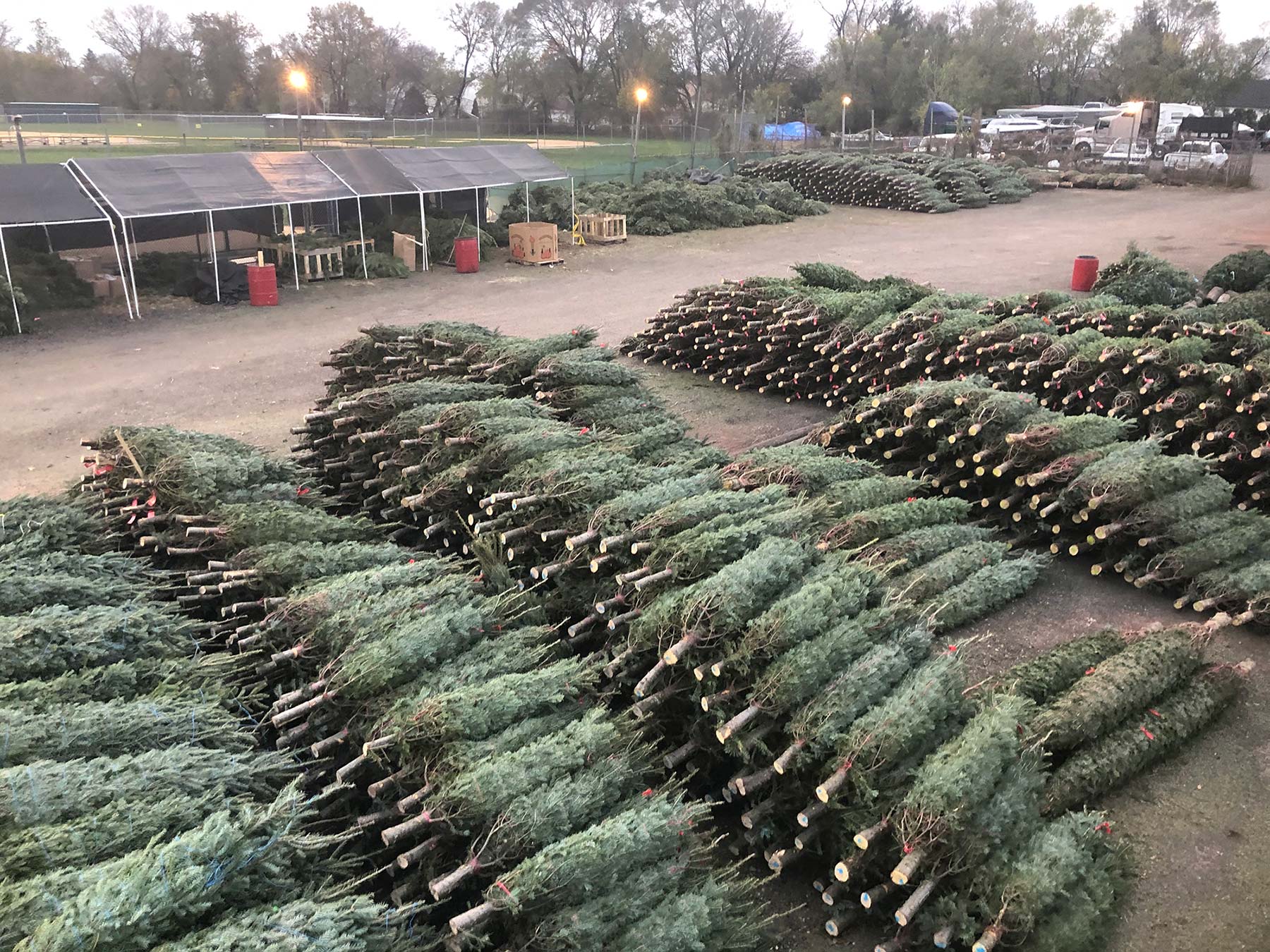 Wholesale Christmas Trees