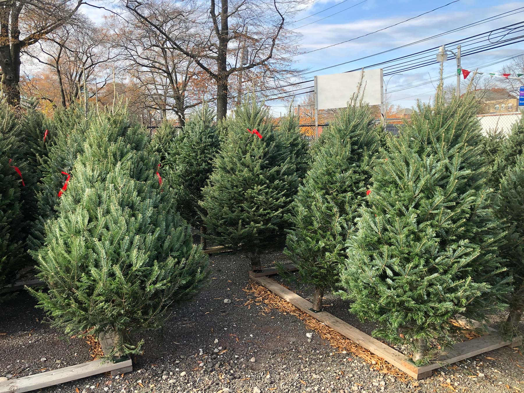Fresh Christmas trees for sale