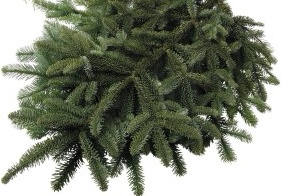 Noble Fir